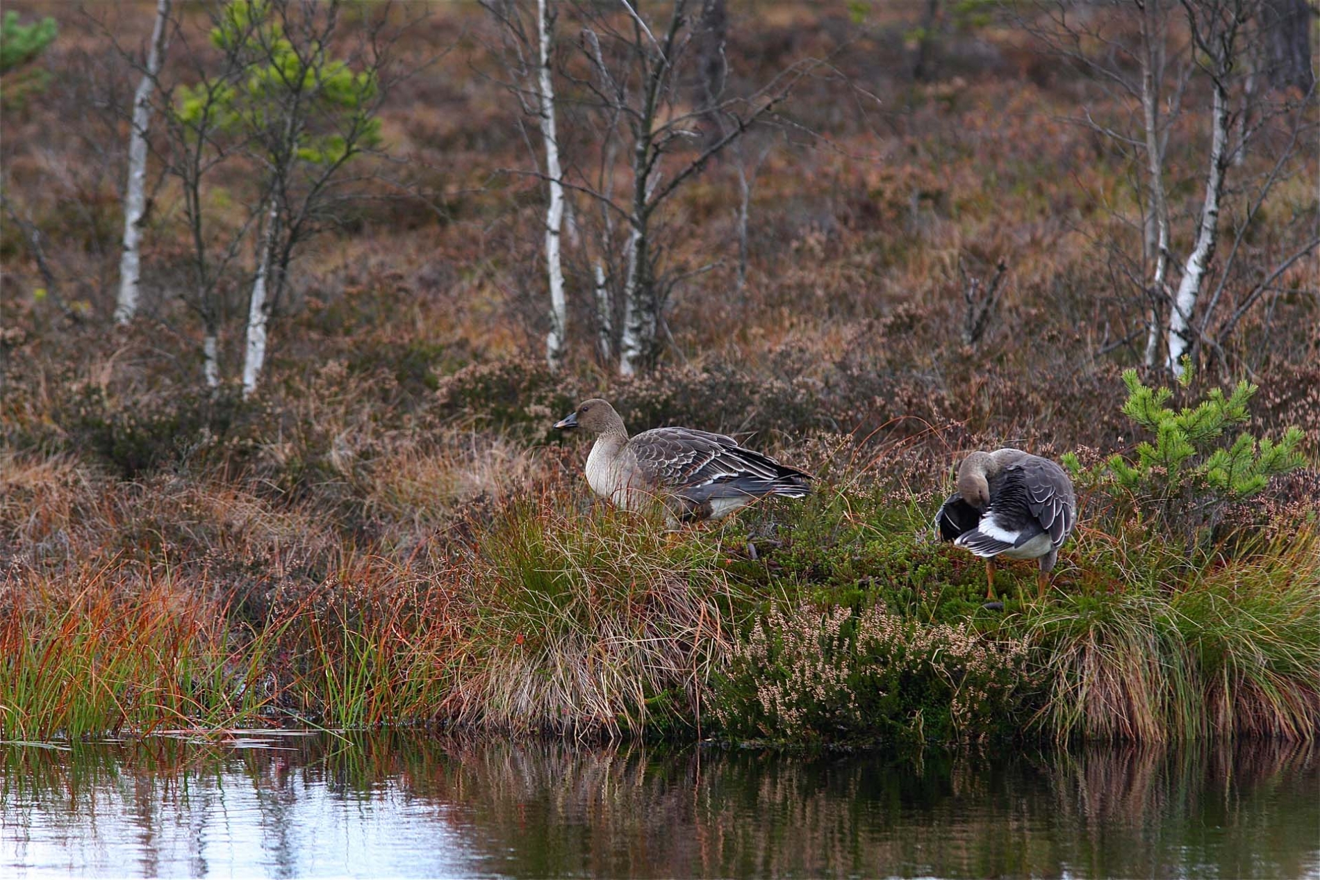 rhoen-tundrasaatgans_5559_20190106_1752599764