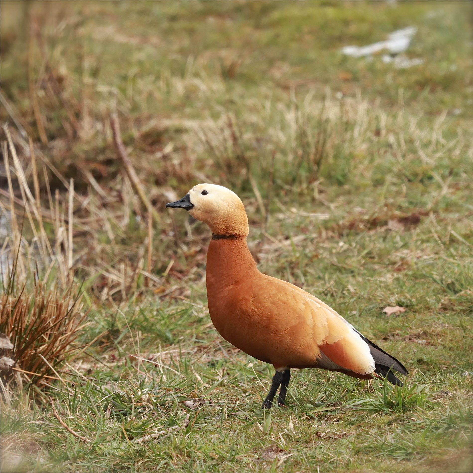 Rostgans_6039_1