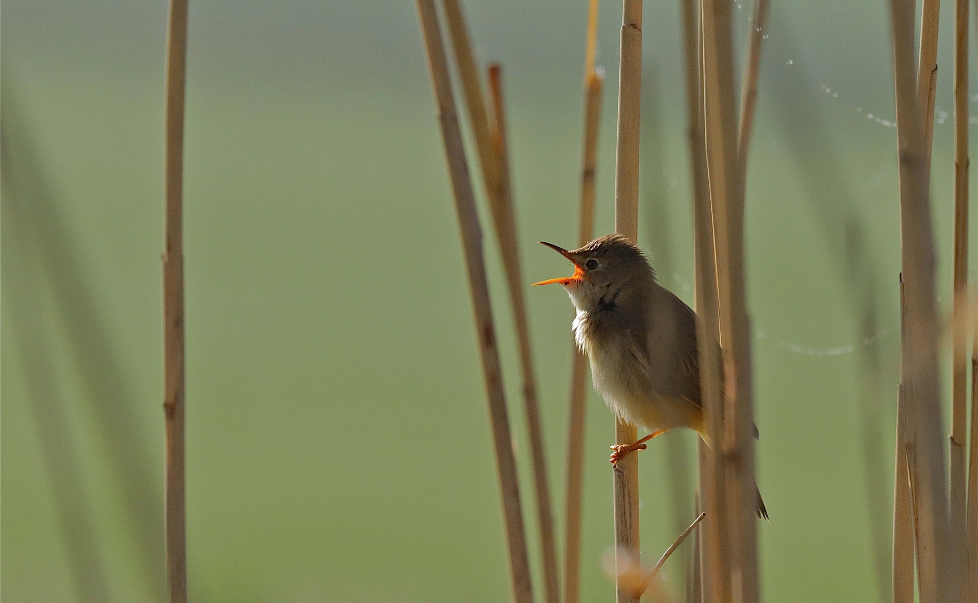 Rhoen-Sumpfrohrsänger_2476_1