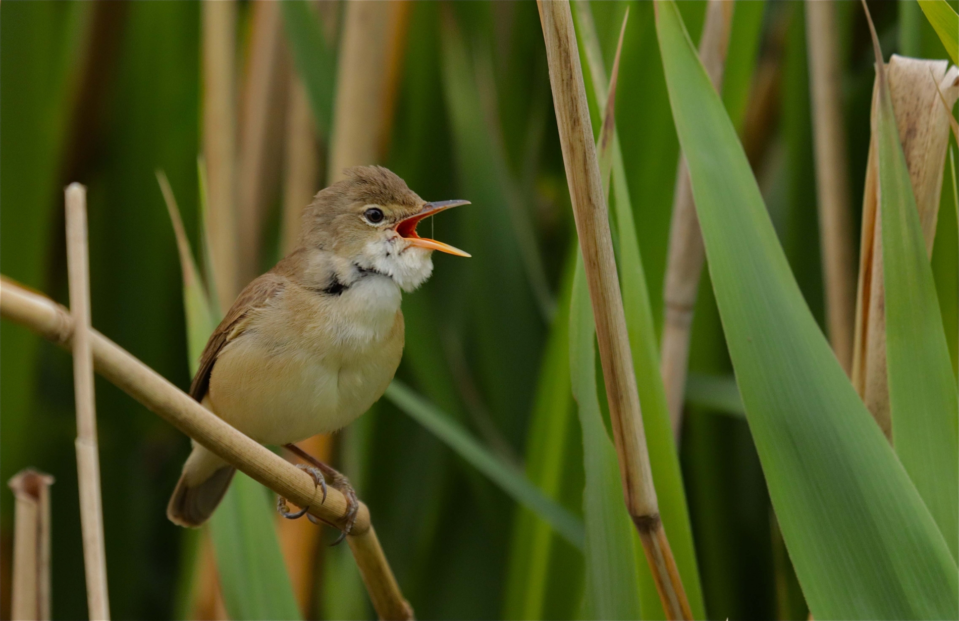 Rhoen-Teichrohrsänger_1733_1