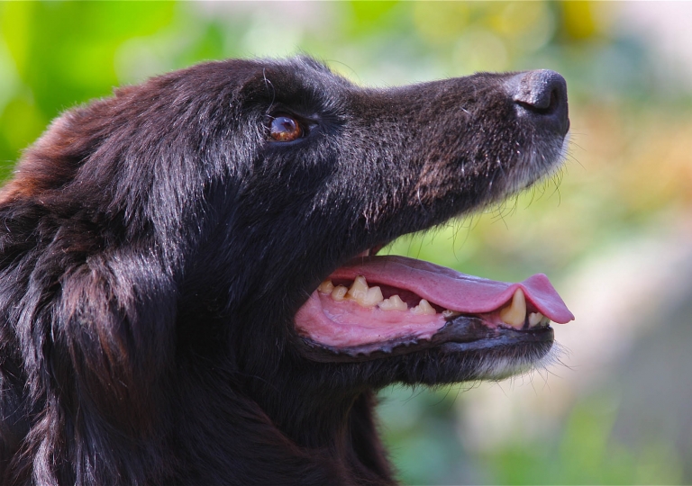 Altdeutscher Hütehund