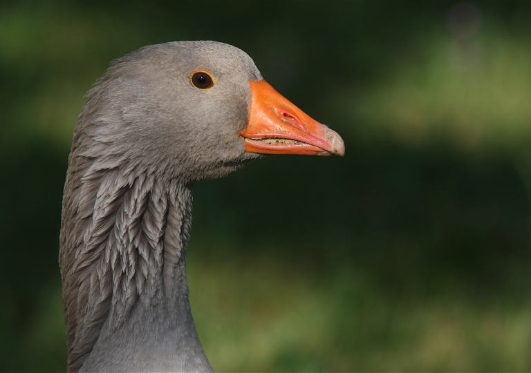 Fränkische Landgans