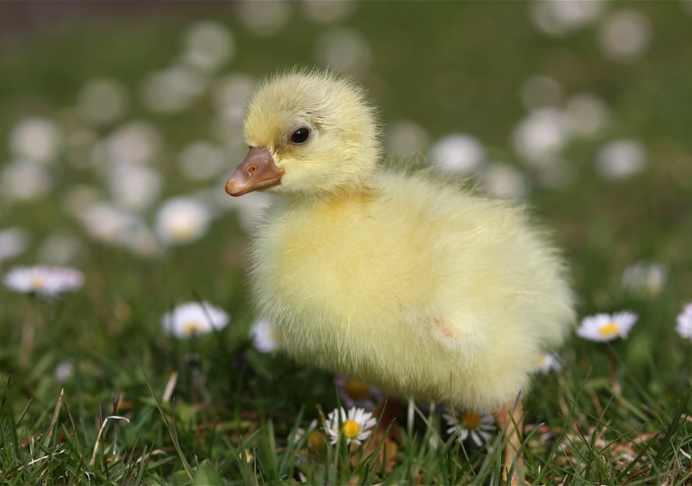 Fränkische Landgans