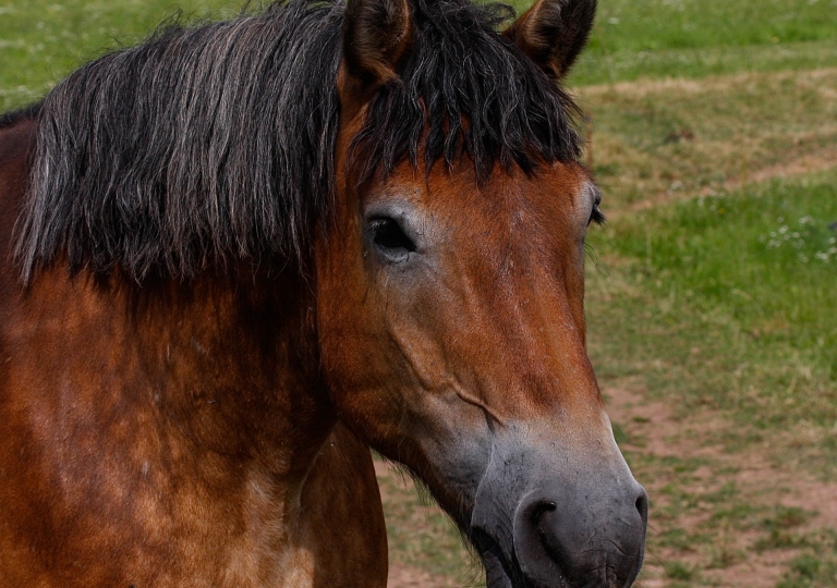 rhoen-rheinisch-deutsche_kaltblut_8809_20190117_1311825201