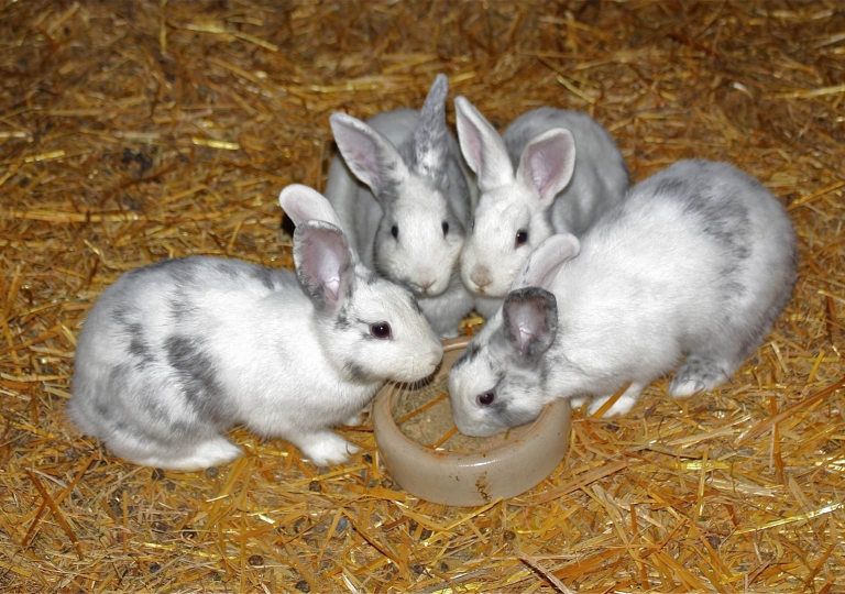Rhönkaninchen