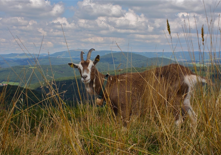 rhoen-thuringer_wald_ziege_0994_20190116_1632967504