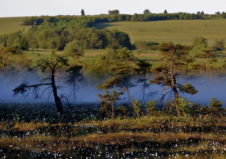 rhoen-schwarzes-moor_0813_20181205_1883491877