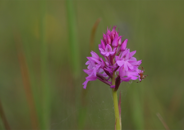 rhoen-pyramiden_orchidee_0166_20181228_2093886352