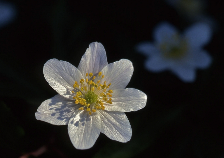 rhoen-buschwindroschen_0972_20181230_2031800769