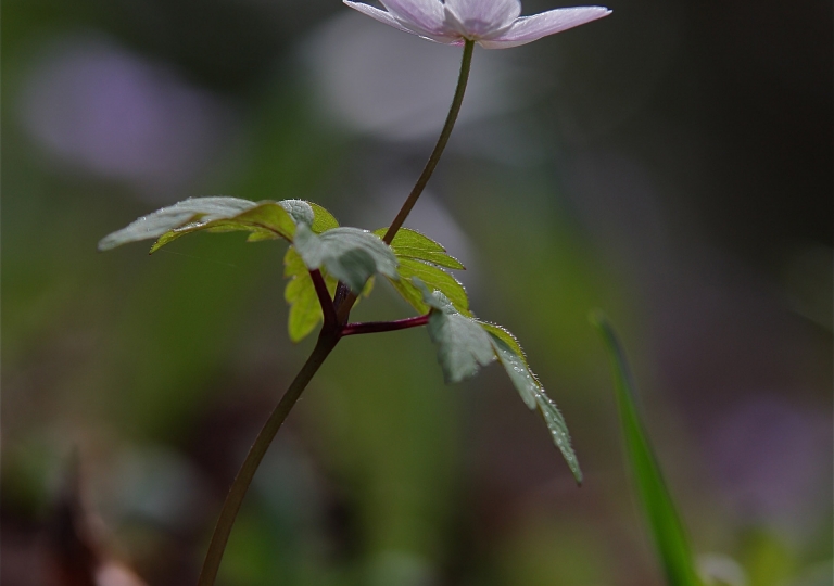 rhoen-buschwindroschen_5717_20181230_1427980982