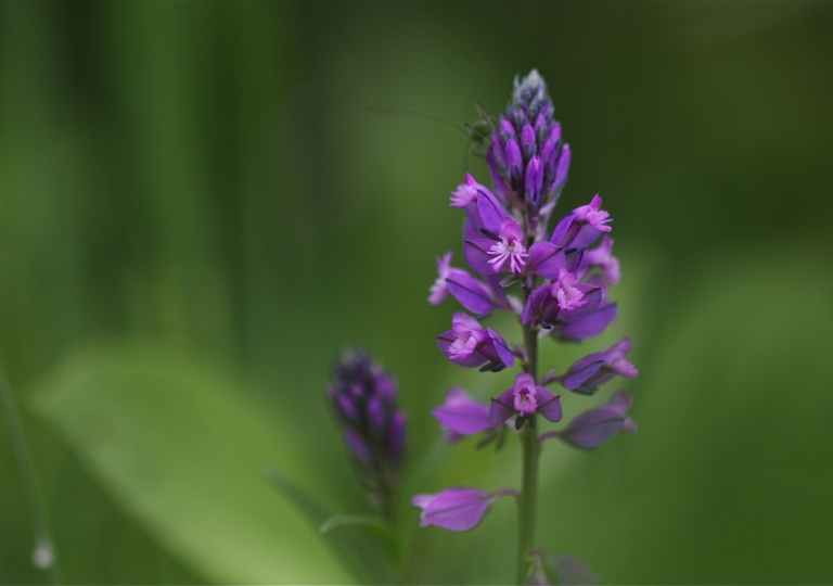 Blumen