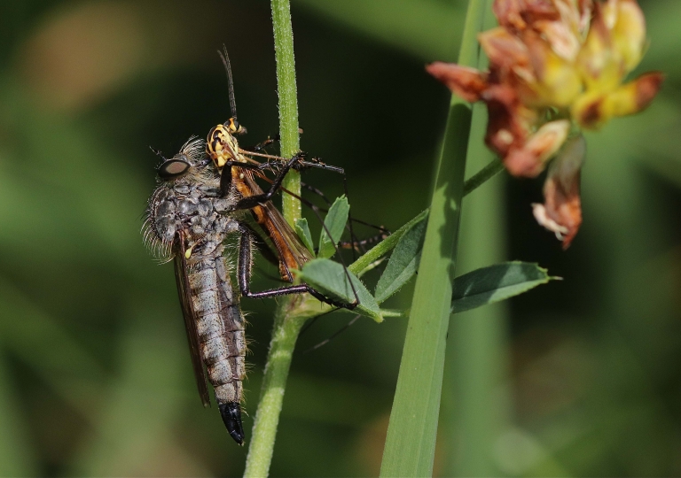 Schlichte Raubfliege_1531