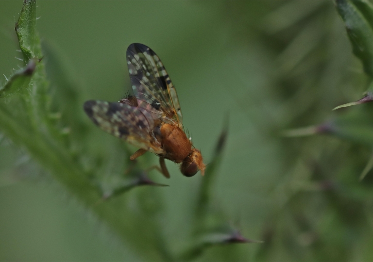 Bohrfliege (Tephritidae)_9026_1