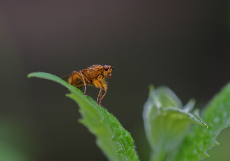 Dungfliege (Scatophagidae)_6851_1