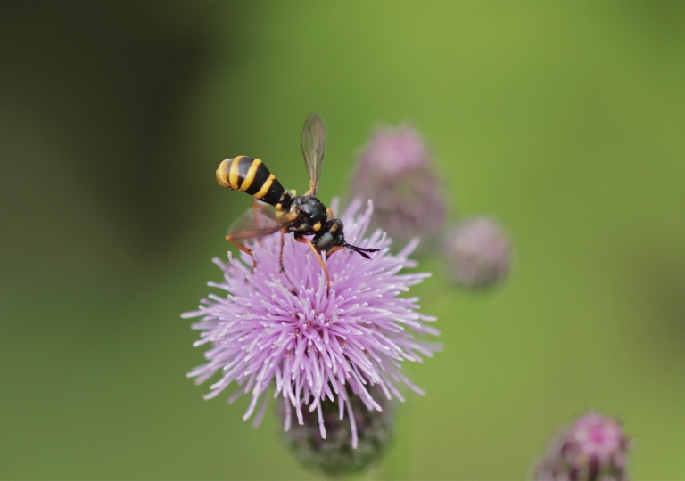 Echte Wespen-Dickkopffliege (Leopoldius coronatus)_4833_1