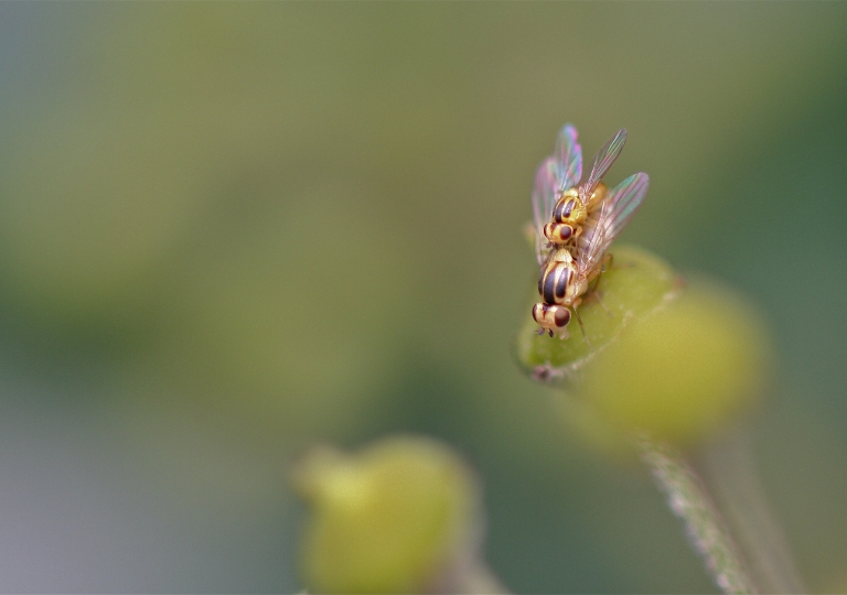 Gemeine Halmfliege_4285_1