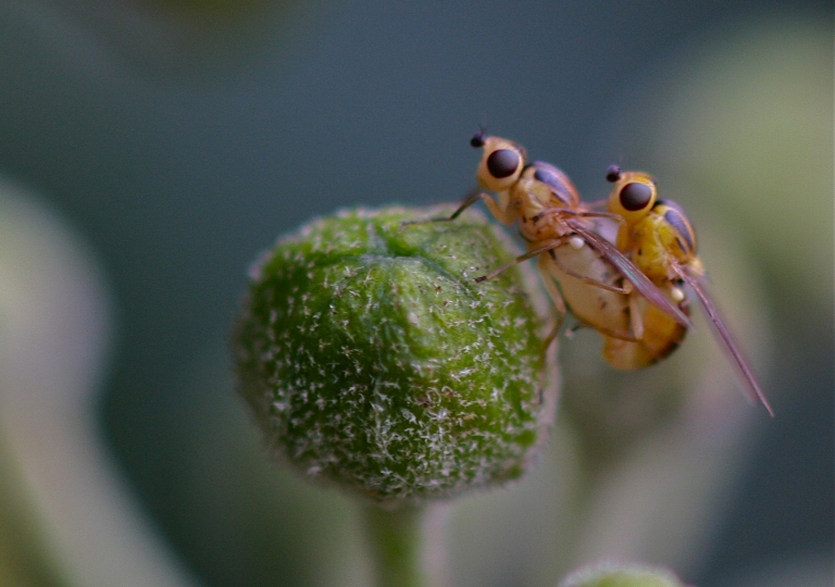 Gemeine Halmfliege_4885_1