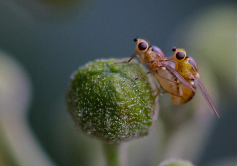 Gemeine Halmfliege_4885_1