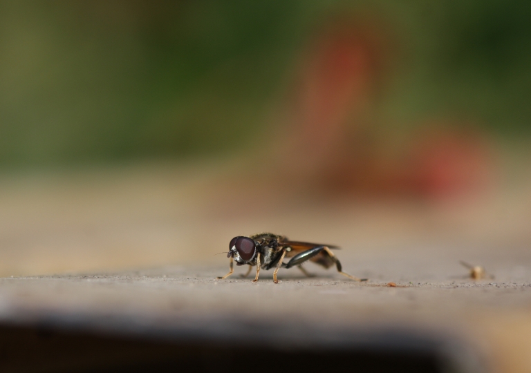 Gemeine Langbauchschwebfliege_7083_1