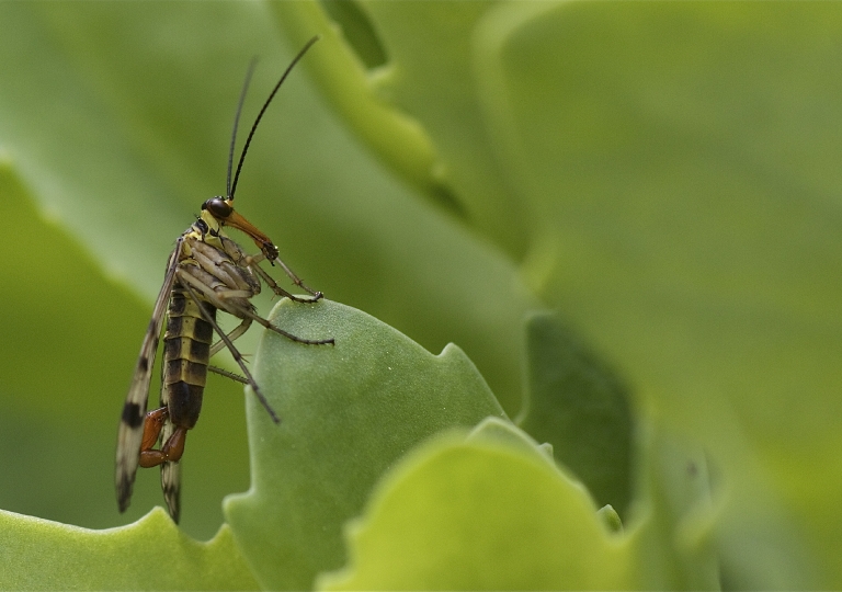 Gemeine Skorpionsfliege (Panorpa communis)_1382_1