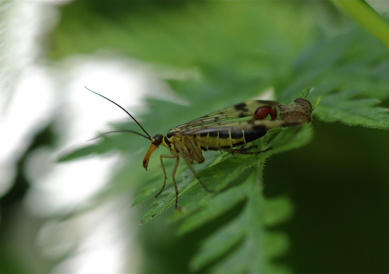 Gemeine Skorpionsfliege (Panorpa communis)_1745_1