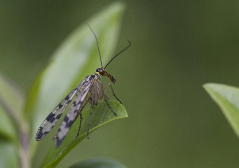 Gemeine Skorpionsfliege (Panorpa communis)_1934_1