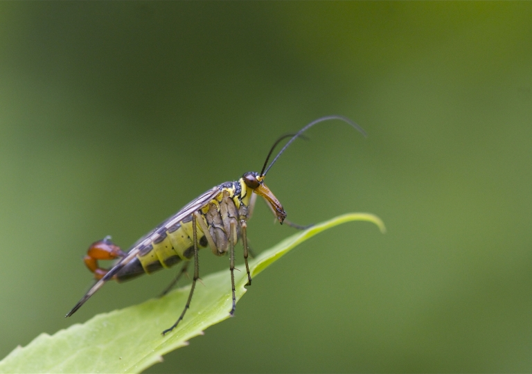 Gemeine Skorpionsfliege (Panorpa communis)_1938_1