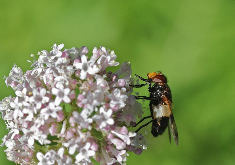 Gemeine Waldschwebfliege_0596_1