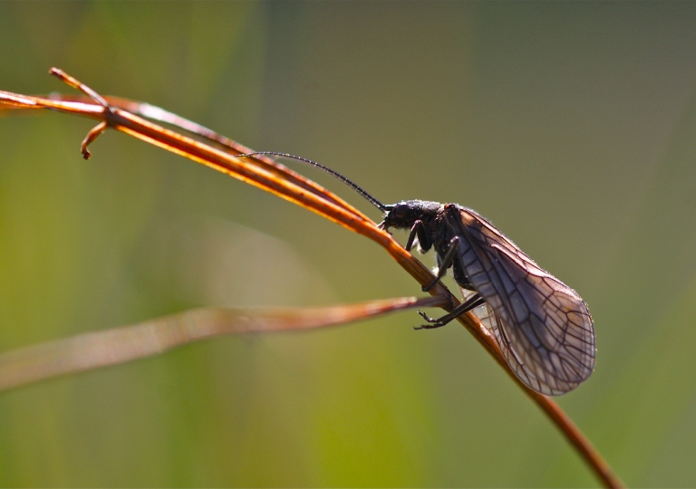 Gemeine Wasserflorfliege_3146_1