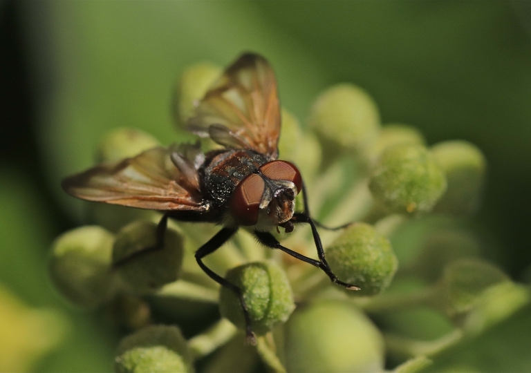 Goldschildfliege Männchen_2355_1