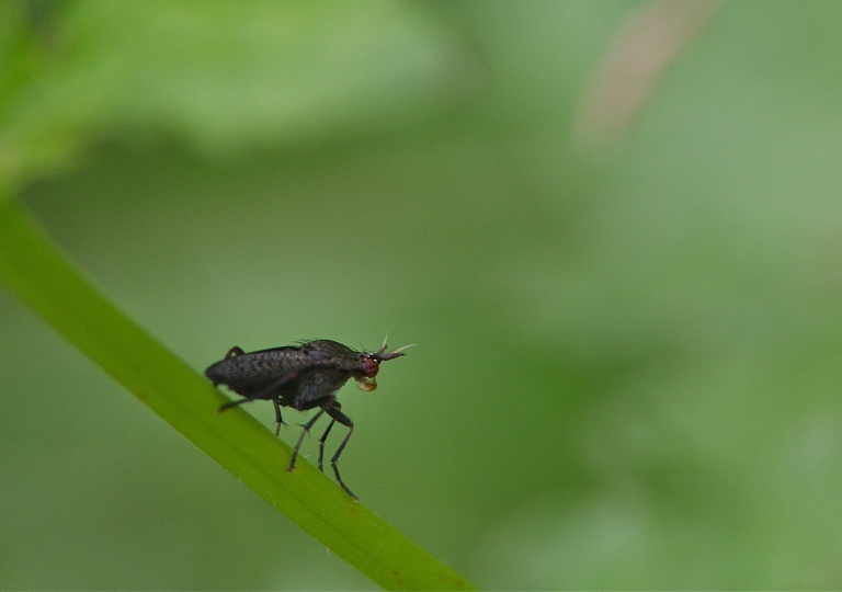 Melierte Schneckenfliege (Coremacera marginata)_9734_1