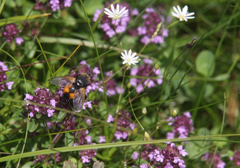 Raubenfliege (Peleteria rubescens)_2836_1