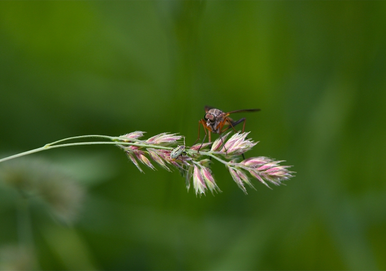 Schwarzfüßige Schnepfenfliege_8574_1