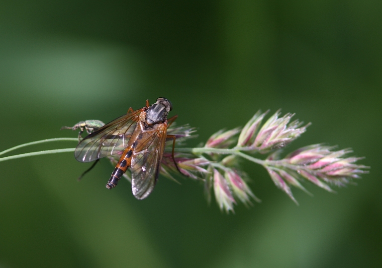 Schwarzfüßige Schnepfenfliege_8586_1