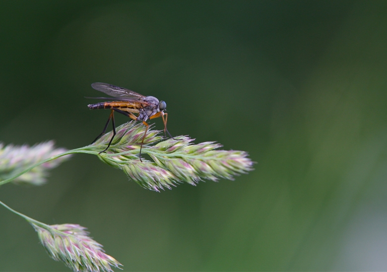 Schwarzfüßige Schnepfenfliege_8626_1