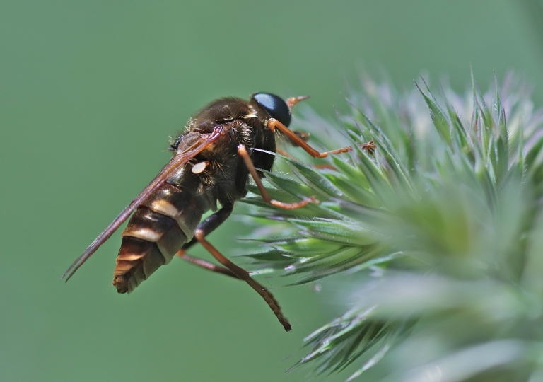 Stinkfliege Coenomyia ferruginea_0493_1