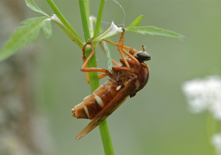 Stinkfliege Coenomyia ferruginea_8307_1