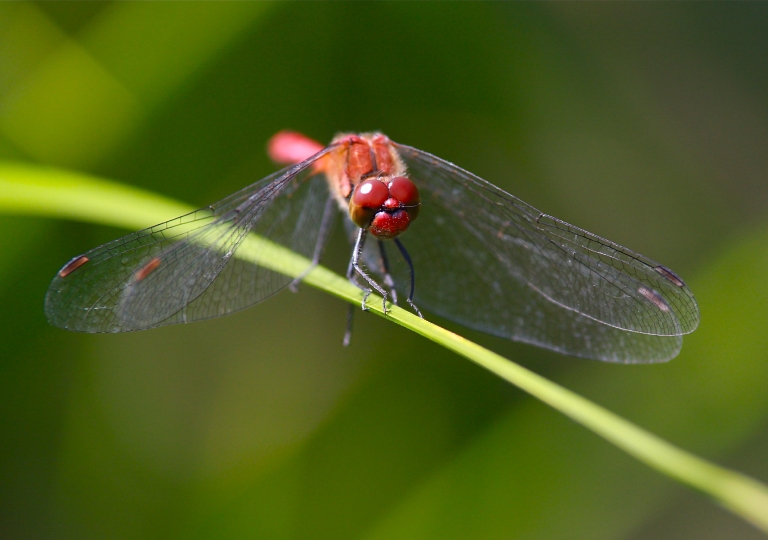 Insekten