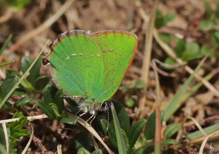 Brombeerzipfelfalter (Callophrys rubi)_7602_1