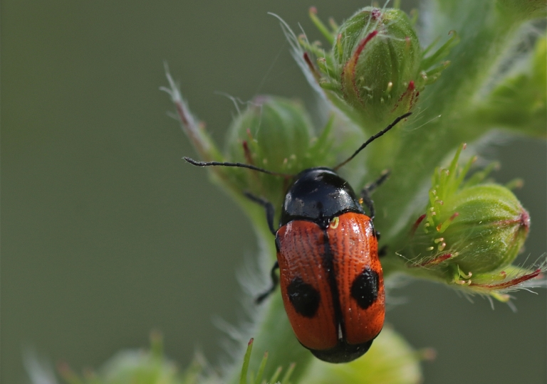 Käfer