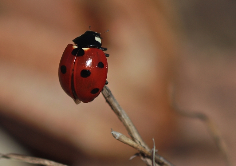 Rhoen-Ameisen-Siebenpunkt-Marienkäfer (Coccinella magnifica) 6522_1