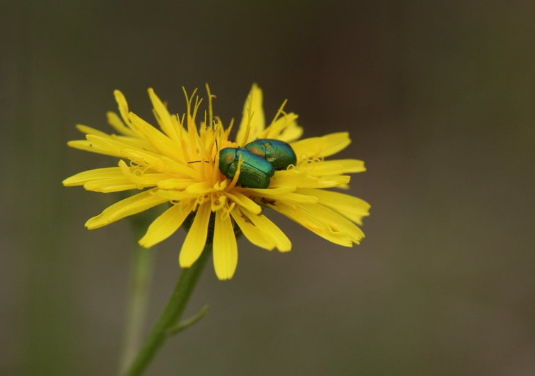 Rhoen-Ampferblattkäfer_2556_1