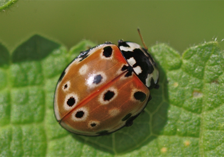 Rhoen-Augenmarienkäfer (Anatis ocellata) 9210_1