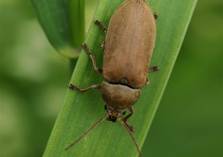 Rhoen-Behaarter Moorweichkäfer Dascillus cervinus_7279_1