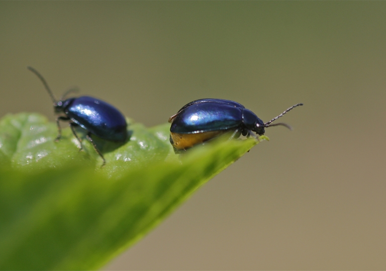 Rhoen-Blauer Erlenblattkäfer_2089_1