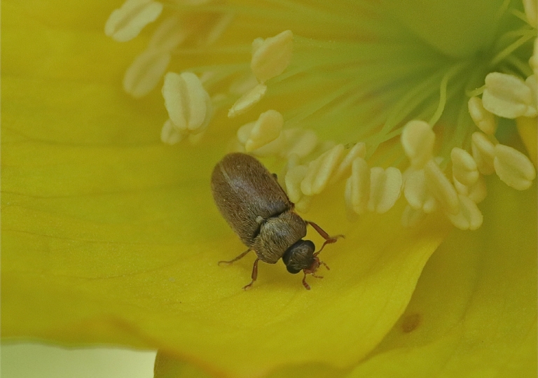 Rhoen-Blütenfresser Byturus ochraceus_5242_1