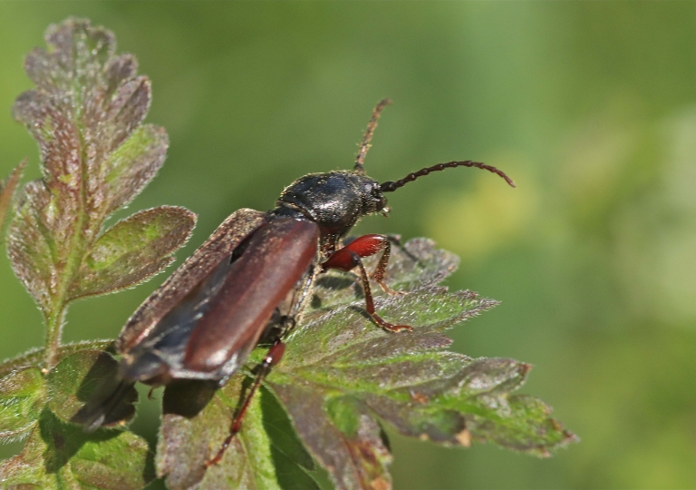 Rhoen-Bockkäfer Tetropium sp._5990_1