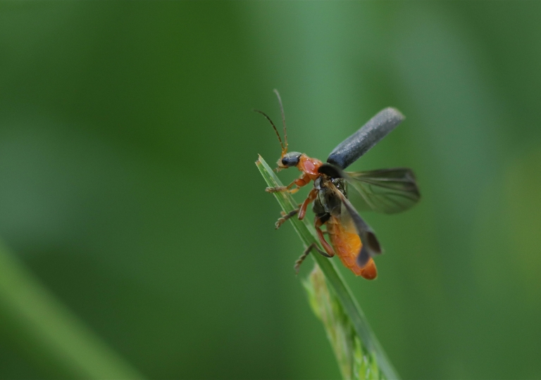 Rhoen-Cantharis (Cantharis) pellucida_1839_1