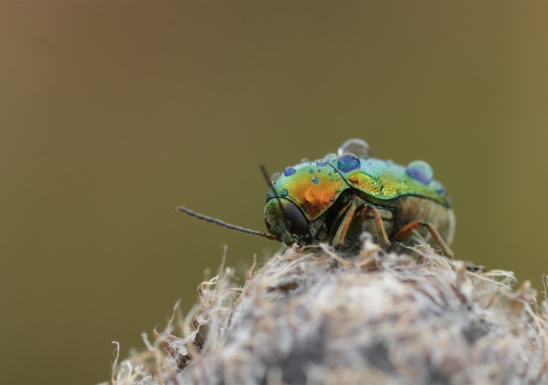 Rhoen-Cryptocephalus cf. aureolus_6116_1