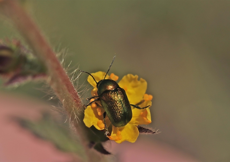 Rhoen-Cryptocephalus sp._8823_1